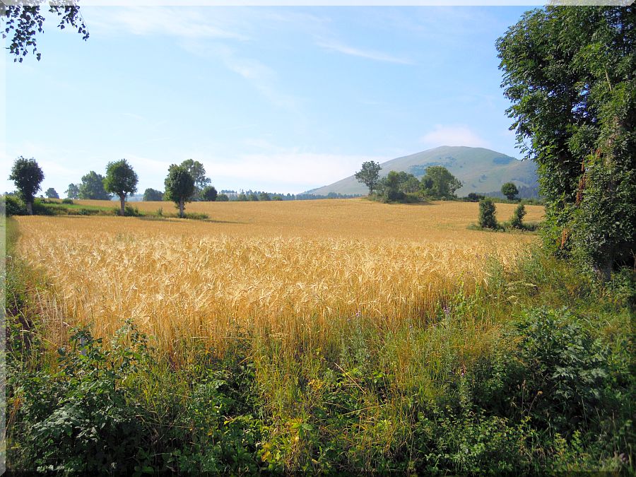 Champ de blé